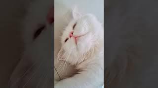 #cat #funnyvideo #lionking #subscribe #sinchi