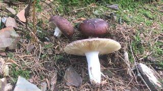 Russula khrombolzii - purple brittlegill - Сыроежка волнистая - russule de Khrombolz