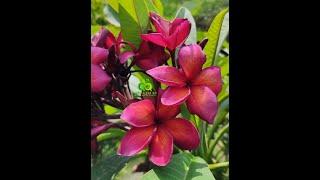 Plumeria "Wasita"। A Beautiful Multicolored Plumeria at Agri Aqua Bd।