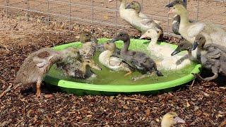 Desert Ducks First Water and They LOVE IT!