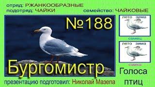 Бургомистр. Голоса птиц