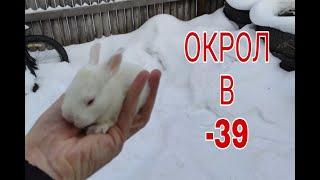 Зимние окролы без подогрева маточника.Кролики белый великан.Winter okrol. White giant.