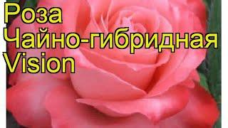 Роза чайно-гибридная Визион. Краткий обзор, описание характеристик, где купить саженцы Vision