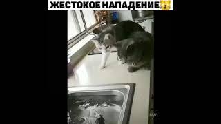 Жестокое нападение рыбы на котов)