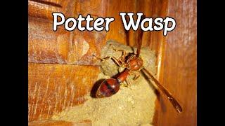 Potter Wasp (delta conoideum) build their mud nest and lays egg