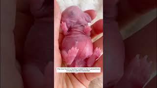 The man found a newborn rabbit in the mud and took it home to care for it and then