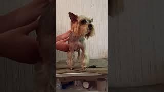 Yorkshire Terrier has been transformed after a haircut./Йорк преобразился после стрижки.