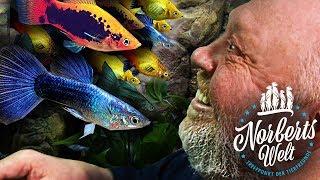 Der GUPPY | Vom MILLIONENFISCH zum Topmodel | NORBERTS WELT | Zoo Zajac