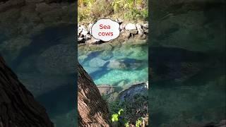 Checking out the Manatee #Manatee #floridalife #wildlife #nature