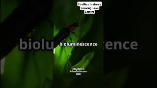 Fireflies: Love in Every Blink 🪲 | Bioluminescent Romance | Biotic World