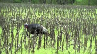 Dirt-Nap Productions - Double S Custom Calls Showcase 2013 Seasons