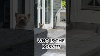 Zoey the BOSS LADY of this house #yorkiesofyoutube #dog #adoptionjourney #fridayvibes