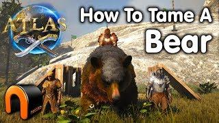 Atlas HOW TO TAME A BEAR & TAMING TRAP!