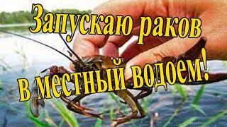 Запуск раков в водоем Скопин Рязанская область. Выпускаю раков с икрой