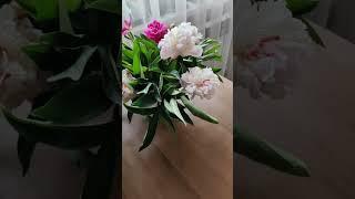 Люблю пионы!!! 
