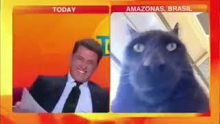 news anchor laughing at cat