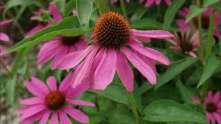 echinacea purpurea