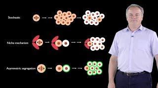 Jurgen Knoblich (IMBA) 1: Asymmetric Cell Division; From Drosophila to Humans