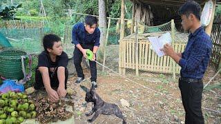 The orphan boy pulled ginger and picked fruit to sell, a stranger came to measure the boy's land.