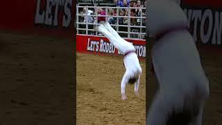 Manu Lataste, The Great Bull Jumper! #bullfighteronly #cowboylife #teamwrangler
