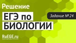 Решение демоверсии ЕГЭ по биологии 2016 | Задание 24. [Подготовка к ЕГЭ (RuEGE.ru)]