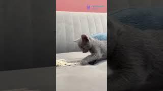 Meet Arin – Russian Blue Kitten  Hypoallergenic Beauty with Emerald Eyes! #kitten #cute