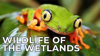 World of the Wild | Episode 8: The Wetlands | Free Documentary Nature