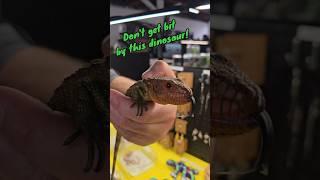 This caiman lizard is just a baby, but their jaws are still incredibly strong... I want one.