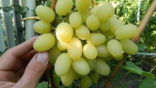 Виноград Ландыш (Grapes Landysh) 2015