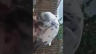 Pakistani Pigeon Handtrained