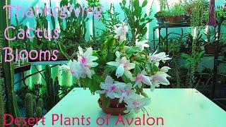 My Schlumbergera truncata Cactus in beautiful Pink Bloom | Thanksgiving Cactus
