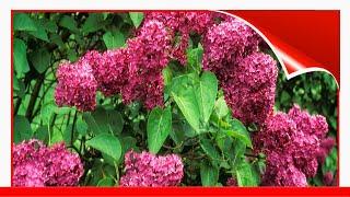 15 Beautiful Varieties Of Lilac ️