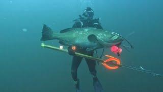 Cave diving at 170 foot for black grouper