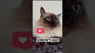 Never do this! #shorts #love #cat #meow #cats #hi #youtubeshorts #funny #funnyvideos #music #birman