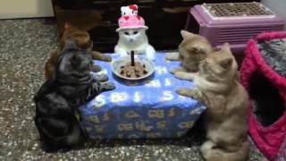 Masonic Cats - Very rare Footage