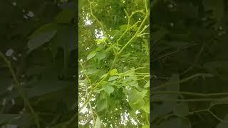 #leaf #leaves #leafs #green #shorts #reels #tree #nature #viral #youtube