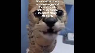 #fypシ #foryou #fyp #foryoupage #cats #shorts #serval #catshorts #meme #cat #cuteanimals #animals