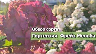 Гортензия Фрейз Мельба | Обзор сорта гортензии Фрайз Мельба: описание сорта