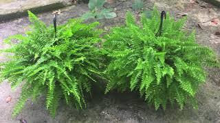 SAVED: Last Summer's Boston Ferns