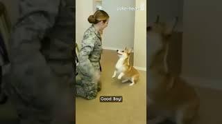 Corgi Does Tricks With Owner | Shorts