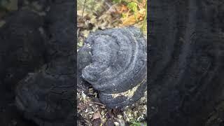 Ganoderma