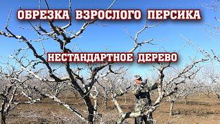 Обрезка взрослого персика / нестандартное дерево.