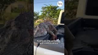 Why are iguana often hunted in Florida? | The most popular exotic pet in the world #shorts