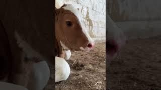 #simmental #cow