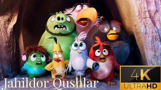 Jahildor qushlar | Angry birds uzbek tilida 4K Ultra HD #multifilm #cartoon #uzbektilida #multfilm