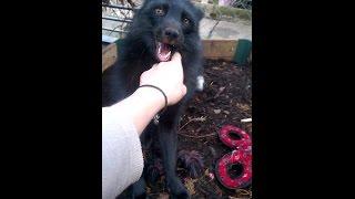 Pet Fox Gekkering