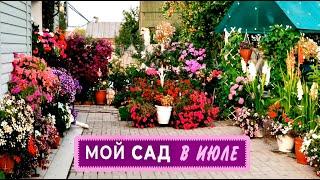 ОБЗОР САДА. Мой сад в начале июля