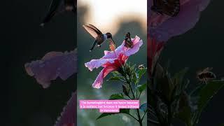 #quotes #instagrampost #quotesdaily #motivation #love #explorepage #inspire #trending  #hummingbird