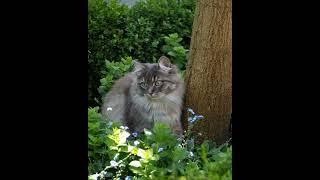 A Very Smart Cat #cat #smartcat #wildliferescue #wildlife #smartsocietymysteries