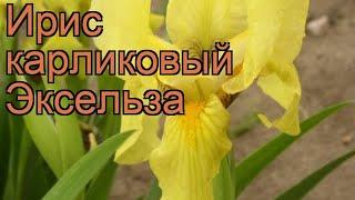 Ирис карликовый Эксельза (iris pumila excelsa)  Эксельза обзор: как сажать, саженцы ириса Эксельза